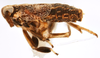 Habitus, lateral view: !! display not done !! on Pissonotus tessellatus (Ball, 1926): (Observation).