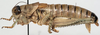 CollectionObject 1527098; efa9305f-2f9d-4000-809d-0ced1abfdcce: male, lateral view (holotype). (CollectionObject).