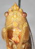 CollectionObject 1576557; 8d55a461-b6e6-477f-9612-240304d2ec3c: male, frontal view. (CollectionObject).