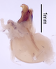 CollectionObject 1522887; 452d108d-8f8c-43c6-a616-6c388fa608b4: Male genitalia, lateral view (holotype). (CollectionObject).