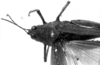 CollectionObject 1506351; 419726e3-1054-410d-ba93-5f614ec6a4b5: Image Carbonell, C.S. female head and pronotum, dorsal view (syntype). (CollectionObject).