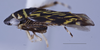 Habitus, lateral view: (Observation).
