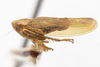 Habitus, lateral view on Idiodonus rufescens (Osborn, 1915): (Observation).