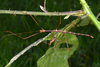 Caribbiopheromera jamaicana Zompro, 2001: copyright Paul D. Brock. male, dorsal view (culture stock 2014 ex. Trinidad). (Otu).