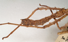 CollectionObject 1559784; 50d09905-a467-45ac-b1cf-41511a082c11: St. Petersburg. female abdomen (holotype). (CollectionObject).