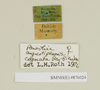 CollectionObject 1572988; 777f932b-aca6-4783-9ad5-792520f970ed: Copyright Natural History Museum, London. Labels from non-type (adult female) in BM(NH). (CollectionObject).