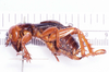 CollectionObject 1517598; 3f00d62e-7b2d-4e1d-a7cb-0d2f019855ae: female, lateral view (holotype of Stenopelmatus politus). (CollectionObject).