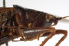 CollectionObject 1529607; 6e7a3d7d-dbe6-4b9c-94a6-bf4e3be57d4f: female head and pronotum, lateral view (holotype). (CollectionObject).