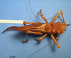 CollectionObject 1538362; 0222b970-f4cd-4973-926c-4d4123ba65c5: female, dorsal view. (CollectionObject).