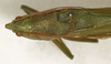 CollectionObject 1594983; 586f3612-1173-4d05-a489-3d3bbf53008c: male, dorsal view (syntype of Conocephalus nigropunctatus). (CollectionObject).
