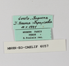 CollectionObject 1588724; d5ea19c9-d183-4dda-979a-c71f6e5f5c72: labels. (CollectionObject).