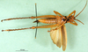 CollectionObject 1501113; 22893d49-df09-448f-ba53-0c5b5075123c: male, ventral view (lectotype of Agriacris picticollis). (CollectionObject).
