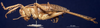 CollectionObject 1520549; ee99283f-83a9-487a-8bb1-7edd17e8ca5c: male, lateral view. (CollectionObject).