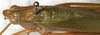 CollectionObject 1566609; NMW 22958, 4d237151-0e7a-4984-88c2-f63cfe15e057: male, dorsal view. (CollectionObject).