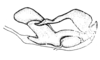 Aucacris bullocki Rehn, 1943: Fig. 29. male, cingulum and endophallus, lateral view. (Otu).