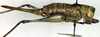 CollectionObject 1502602; 35764560-1a36-44fc-8b94-76286b0353bd, DORSA BTanaschP01: female, lateral view (holotype of Anadolua rammei). (CollectionObject).