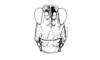 Tropidostethus angusticollis (Blanchard, 1851): Fig. 167. male head, frontal view. (Otu).
