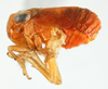 Habitus, lateral view on Aphelonema simplex Uhler, 1876: (Observation).