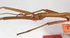CollectionObject 1562383; bb24c673-e74e-40ee-93c7-fcfeacd4cacc: copyright ZMB, Berlin. male: head and thorax, lateral view (syntype). (CollectionObject).;CollectionObject 1562384; d3ae3f62-92cf-49f3-89af-34838899ffec: copyright ZMB, Berlin. male: head and thorax, lateral view (syntype). (CollectionObject).