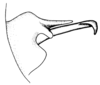 Leiotettix sanguineus Bruner, 1906: Fig. 20. distal portion of phallic complex, lateral view. (Otu).