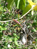 FieldOccurrence 2714; 6c526be0-2a0a-4205-92b6-68f8a34177f6; Santuario del Caminero, Cd. Victoria, Mexico: (FieldOccurrence).