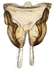 Subgenital plate: Adama amalthusia, subgenital plates and valve, ventrally (INHS). (Observation).
