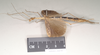 CollectionObject 1559814; 2a298c8a-596c-4db2-aba1-84063b998a7b: copyright Natural History Museum, London. female, lateral view of Necroscia sarpedon (syntype). (CollectionObject).;CollectionObject 1559815; 3368a023-0585-4ab9-967a-1f3367d9a27c: copyright Natural History Museum, London. female, lateral view of Necroscia sarpedon (syntype). (CollectionObject).