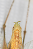 CollectionObject 2376978; bb371f53-4fb4-4895-8d57-75e746bdada8: male, ventral view (syntype). (CollectionObject).