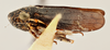 Habitus, lateral view: (Observation).
