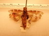 CollectionObject 2073485; f7fc983e-551e-4edd-a04f-3af6004a7e7c: dorsal view, male (holotype). (CollectionObject).