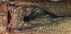 CollectionObject 1517138; b4b430a3-528b-4408-b693-b79d6bded64e: male stridulatory area (holotype of Eumossula insulana). (CollectionObject).