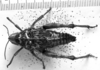 CollectionObject 1506196; 7a07c4b8-dd83-47f7-9982-b131f05bf663: Image Carbonell, C.S. female, dorsal view (syntype). (CollectionObject).
