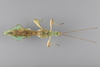 CollectionObject 1561254; a5830c31-8504-499b-89c5-6dd13dbca830: copyright ANIC (CSIRO), photographs by B. Koopmans. male, lateral view (paratype). (CollectionObject).