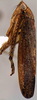 Habitus, lateral view on Prairiana exactera (DeLong, 1980): Male specimen [DZUP]: habitus, lateral view. (Observation).