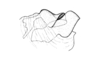 Urubamba aptera Bruner, 1913: Fig. 14. aedeagus, lateral view. (Otu).