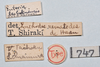 CollectionObject 1558581; 5094e634-967d-4141-83cf-733a7e174ce9: copyright NTUC. male, data labels (syntype). (CollectionObject).;CollectionObject 1558582; 20db8149-d18d-4462-8167-11f604b61075: copyright NTUC. male, data labels (syntype). (CollectionObject).