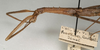 CollectionObject 1563672; NMW 843, 45f6bc90-b4c7-4d1c-830f-dc1f9205d549: copyright NMW, Vienna. female: head and thorax, lateral view of synonym Ectus solitarius (holotype). (CollectionObject).