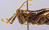 CollectionObject 1593841; 35275bd3-0e35-4f69-8a80-b6104eabb9f9: female head and pronotum, lateral view. (CollectionObject).