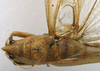 CollectionObject 1535041; 62e50921-dcb8-4dc6-874a-ec05c024a037: male head and pronotum, dorsal view (lectotype). (CollectionObject).