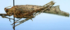 CollectionObject 1522622; fbc08eca-fd5e-413f-9021-37ad042a3776: male, lateral view (holotype). (CollectionObject).