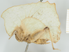 CollectionObject 1534260; 1f3bbcdf-ac0d-4ce7-b96f-bc09475e0686, NHMUK010924391: female, lateral view (holotype). (CollectionObject).