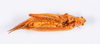 CollectionObject 1540413; bc985d5f-1d11-410d-a2e9-a00e473540d7: male, ventral view (holotype). (CollectionObject).