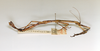 CollectionObject 1598569; 191cadf6-7220-43a5-80b8-e60780aadf8e: copyright ETHZ. female, lateral view (syntype). (CollectionObject).