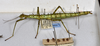 CollectionObject 1570400; d3492887-6687-4349-bcc2-9395393865d2: copyright MONZ, Wellington. female of synonym Acanthoxyla huttoni, lateral view (paratype). (CollectionObject).