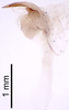 CollectionObject 1522872; 9d8e9ec4-2e14-4260-8f3b-e77e9ca1dd8e: Male genitalia, lateral view (holotype). (CollectionObject).