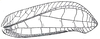 Chloracris borneensis de Jong, 1939: Fig. 35. female right tegmen (75.5 mm). (Otu).