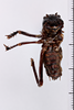 CollectionObject 1505602; 72605de9-5a50-4d26-bd40-f4a1b4ca69f3: male, ventral view (holotype). (CollectionObject).
