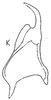 Stylus: !! display not done !! on Chlorotettix (Chlorotettix) fraterculus (Berg, 1879): Stylus. (Observation).