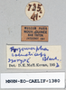 CollectionObject 1572644; 694e9744-63a0-4b5f-8fab-21f22a1955fe: male, labels (paralectotype). (CollectionObject).