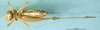 CollectionObject 1502706; 1ddbe4a2-c5d0-434b-be0d-67cc0ff91260: female, ventral view (paratype). (CollectionObject).